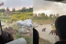 Επισκέπτες σε ζωολογικό κήπο είδαν αρκούδες να επιτίθενται και να σκοτώνουν έναν υπάλληλο