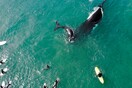 Αυστραλία: Μια μεγάπτερη φάλαινα και το μωρό της σε απόσταση «αναπνοής» από σέρφερς