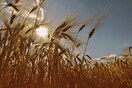 Νέα τεχνική φωτοσύνθεσης με φύκια αυξάνει την παραγωγή καλλιεργειών με χρήση λιγότερου νερού, σύμφωνα με έρευνα