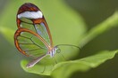 Οι «αόρατες» πεταλούδες των τροπικών δασών