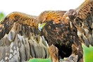 Σκωτία: Χειροποίητη φωλιά δελεάζει τους χρυσαετούς - Επιστρέφουν στα Χάιλαντς