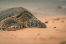 Ρεκόρ φωλιών για τις χελώνες καρέτα- καρέτα στην Ελλάδα φέτος