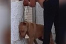 Κτηνωδία στα Χανιά: Κρέμασε τον σκύλο του ζωντανό και του έκοψε τα γεννητικά όργανα