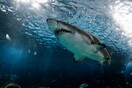 Αυστραλία: Άνδρας πήδηξε πάνω σε λευκό καρχαρία για να σώσει την σύντροφό του