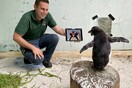 Πιγκουίνος «παρακολουθεί» Pingu σε iPad για να μη νιώθει μοναξιά
