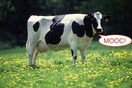 Η δωρεάν εκπαίδευση εξ αποστάσεως: tο MOOC or not to MOOC;