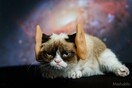 Η Grumpy Cat μεταμφιέζεται για να ξεφύγει από τους φαν