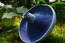 Η μυστηριώδης βασιλεία των Fungi