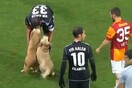 ΒΙΝΤΕΟ: Κουτάβια Λαμπραντόρ εισβάλουν σε αγώνα ποδοσφαίρου! 