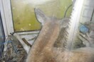 Επιτρέπονται τα ελάφια στα pet-shop της Ελλάδας;