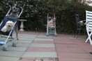 Αγώνες δρόμου μεταξύ σκύλων