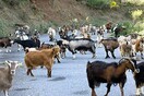 Κατσίκες βελάζουν με ανθρώπινη φωνή!