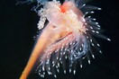 Underwater Love