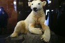 Η επιστροφή του Knut, της αγαπημένης πολικής αρκούδας του Βερολίνου