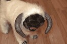 Τα 40 καλύτερα GIFs σκύλων 