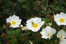 Flowers...