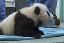 Ένα νεογέννητο Panda κάνει τα πρώτα του βήματα 