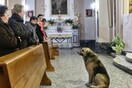 Ο σκύλος που πηγαίνει κάθε μέρα στην εκκλησία που κηδεύτηκε η ιδιοκτήτριά του, με την ελπίδα να την δει