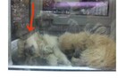 Νεκρό κουτάβι σε βιτρίνα pet shop στο Παγκράτι