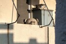 Random Faliro is random