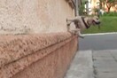 Σκύλος, πρωταθλητής parkour