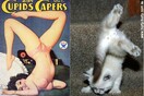 Γάτες που μοιάζουν με κορίτσια pin-up