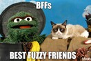 Oscar the Grouch vs. Grumpy Cat 