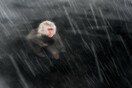 Ο πίθηκος του χιονιού κάνει βουτιές στις θερμές πηγές 