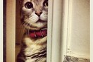 #LIFOPETS (14): Αυτά είναι τα κατοικίδιά μας