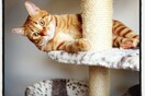 #LIFOPETS (15): Αυτά είναι τα κατοικίδιά μας
