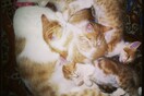 #LIFOPETS (16): Αυτά είναι τα κατοικίδιά μας