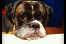 #LIFOPETS (17): Αυτά είναι τα κατοικίδιά μας