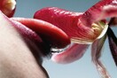 Cornelie Tollens: Sex, γκλάμουρ και χιούμορ 