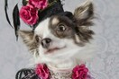 Dog Vogue