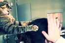 #LIFOPETS (24): Αυτά είναι τα κατοικίδιά μας