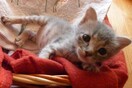 Πέτρος, Παύλος και Σύλβια ♥