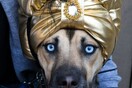 Αξιολάτρευτα Halloween Σκυλάκια 