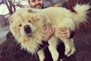  #LIFOPETS (26): Αυτά είναι τα κατοικίδιά μας