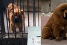 Ζωολογικός κήπος στην Κίνα παρουσίαζε σκύλο ως λιοντάρι