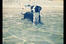 #LIFOPETS (4): Αυτά είναι τα κατοικίδιά μας