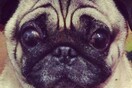  #LIFOPETS (25): Αυτά είναι τα κατοικίδιά μας