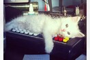 #LIFOPETS (1): Αυτά είναι τα κατοικίδιά μας