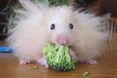 Πόσο τέλεια είναι τα hamsters όταν τρώνε!