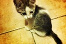 #LIFOPETS (11): Αυτά είναι τα κατοικίδιά μας