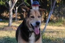 #LIFOPETS (8): Αυτά είναι τα κατοικίδιά μας