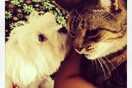 #LIFOPETS (5): Αυτά είναι τα κατοικίδιά μας