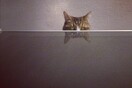 #LIFOPETS (3): Αυτά είναι τα κατοικίδιά μας