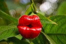 Hooker's Lips: Ένα φυτό για φίλημα!