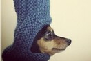 #LIFOPETS (6): Αυτά είναι τα κατοικίδιά μας