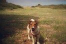 #LIFOPETS (7): Αυτά είναι τα κατοικίδιά μας